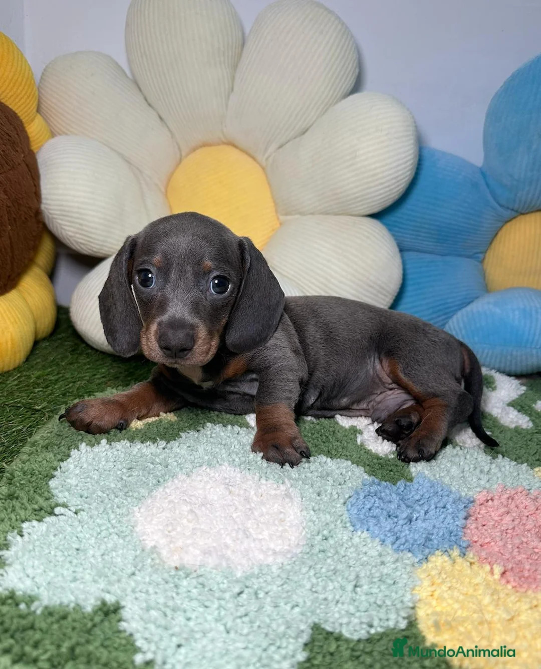 Teckel Miniatura perros en venta: Teckel Kaninchen Blue  - Anuncio 1