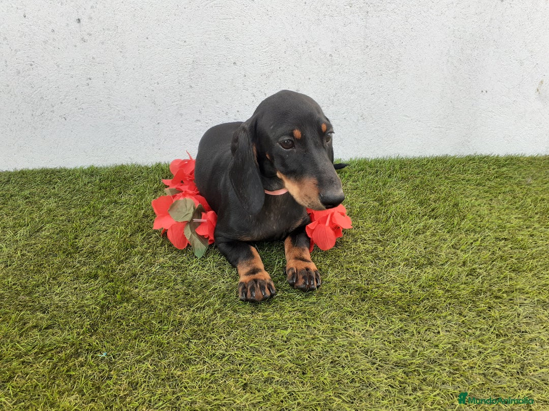 Teckel perros en venta: Preciosos TECKEL  - Imagen 7