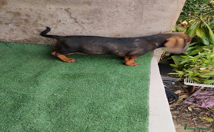 Teckel perros - Anuncio 1