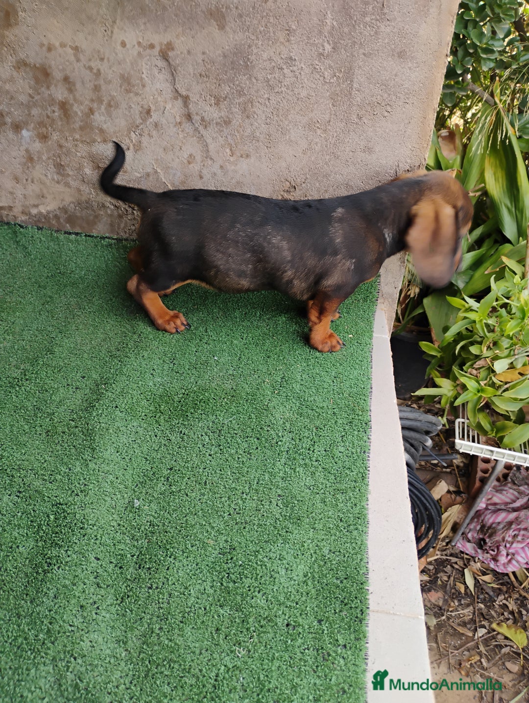 Teckel perros en venta: Cachorro macho teckel pelo corto  - Imagen 1