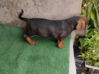 Teckel perros - Anuncio 1