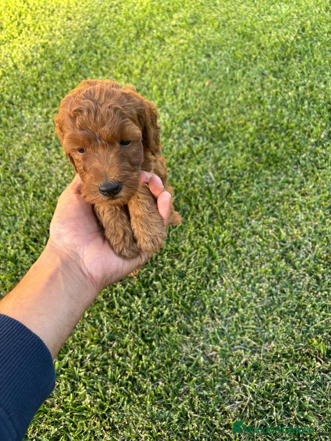 Caniche Toy perros en venta: Caniche Toy Rojo ❤️ - Imagen 5