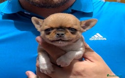 Chihuahua perros en venta: Chihuahua toy - Imagen 1