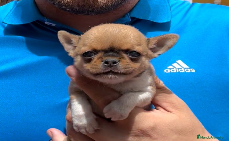 Chihuahua perros - Propaganda 12