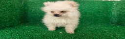 Pomerania perros en venta: Pomerania  - Anuncio 16