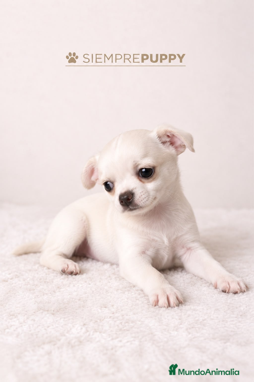 Chihuahua perros en venta: CHIHUAHUA BLANCO TOY - Anuncio 4