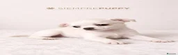 Chihuahua perros en venta: CHIHUAHUA BLANCO TOY - Anuncio 1