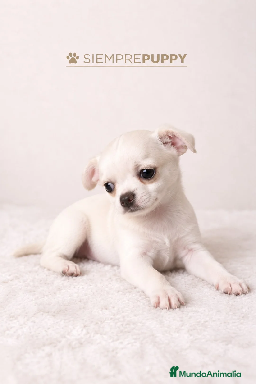 Chihuahua perros en venta: CHIHUAHUA BLANCO TOY - Anuncio 1