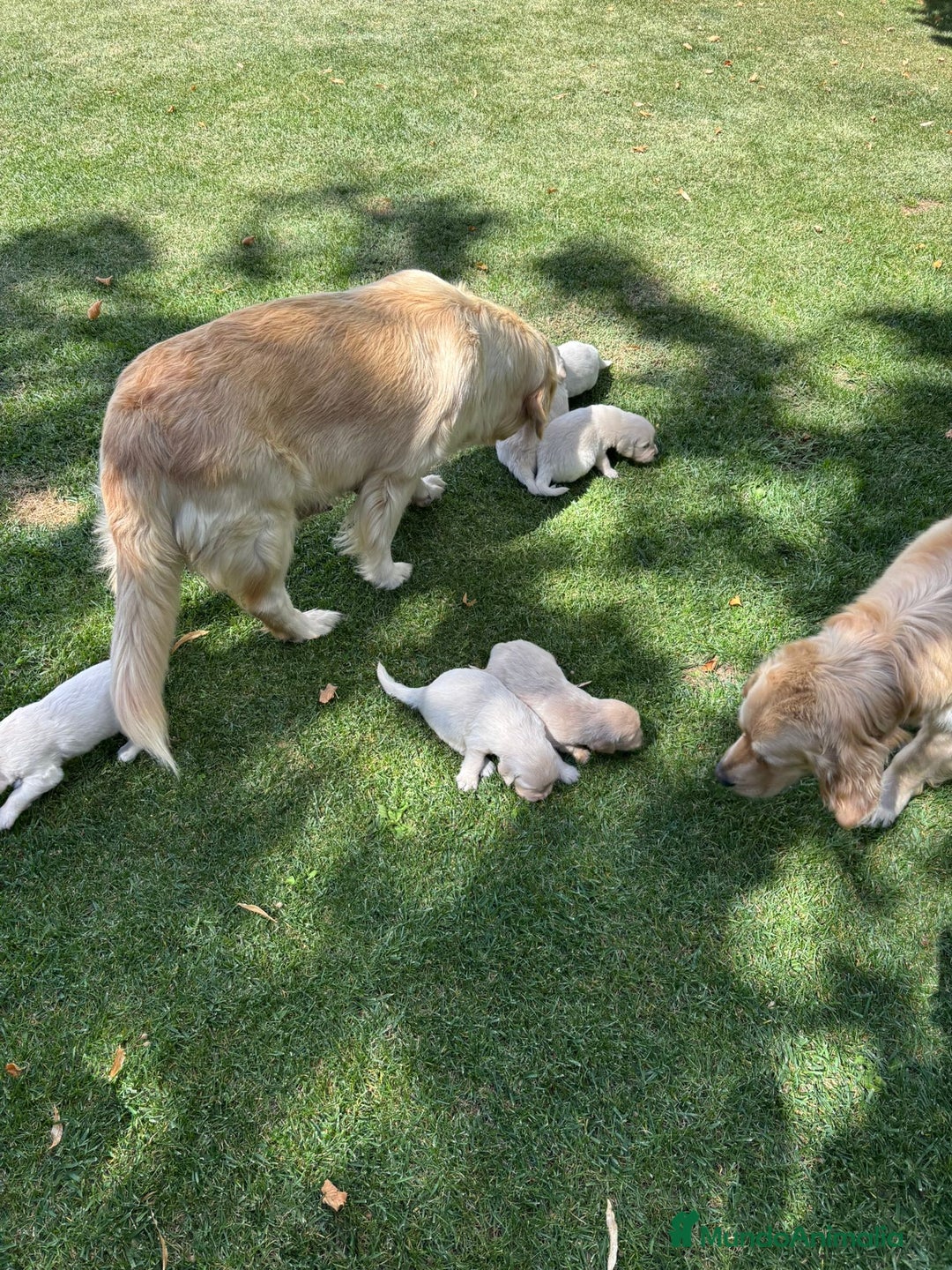 Golden Retriever perros en venta: Golden retriever  - Imagen 11