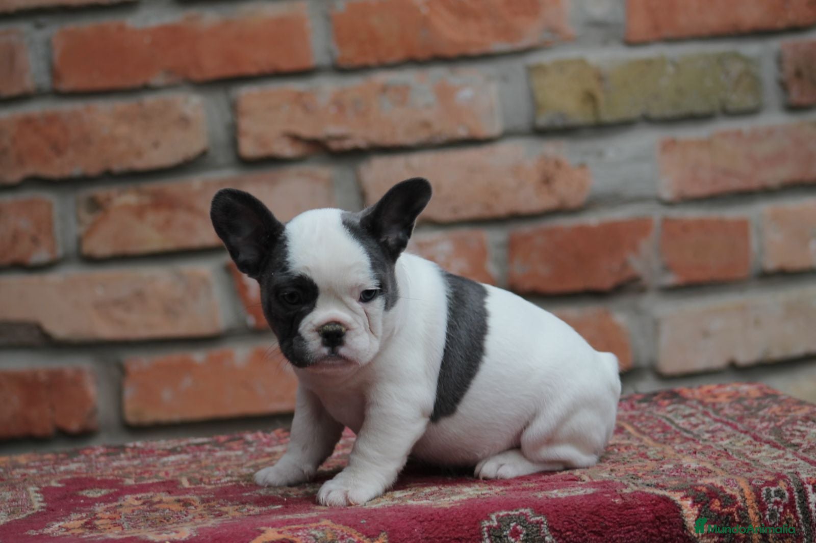 Bulldog Francés perros Cachorros de Bulldog francés  - Anuncio 1