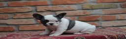 Bulldog Francés perros en venta: Cachorros de Bulldog francés  - Anuncio 1