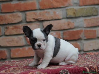 Bulldog Francés perros Cachorros de Bulldog francés - Anuncio 1