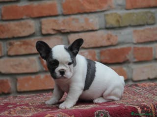 Bulldog Francés perros Cachorros de Bulldog francés - Anuncio 1