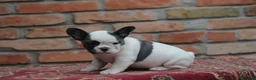 Bulldog Francés perros en venta: Cachorros de Bulldog francés  - Anuncio 1