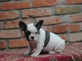 Bulldog Francés perros Cachorros de Bulldog francés - Anuncio 13