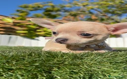 Chihuahua perros en venta: CHIHUAHUA HEMBRA - Anuncio 1