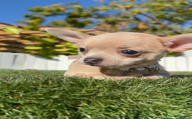 Chihuahua perros CHIHUAHUA HEMBRA - Anuncio 15