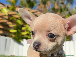 Chihuahua perros CHIHUAHUA HEMBRA - Anuncio 13