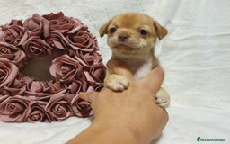 Chihuahua perros en venta: Perro Chihuahua  - Imagen 6