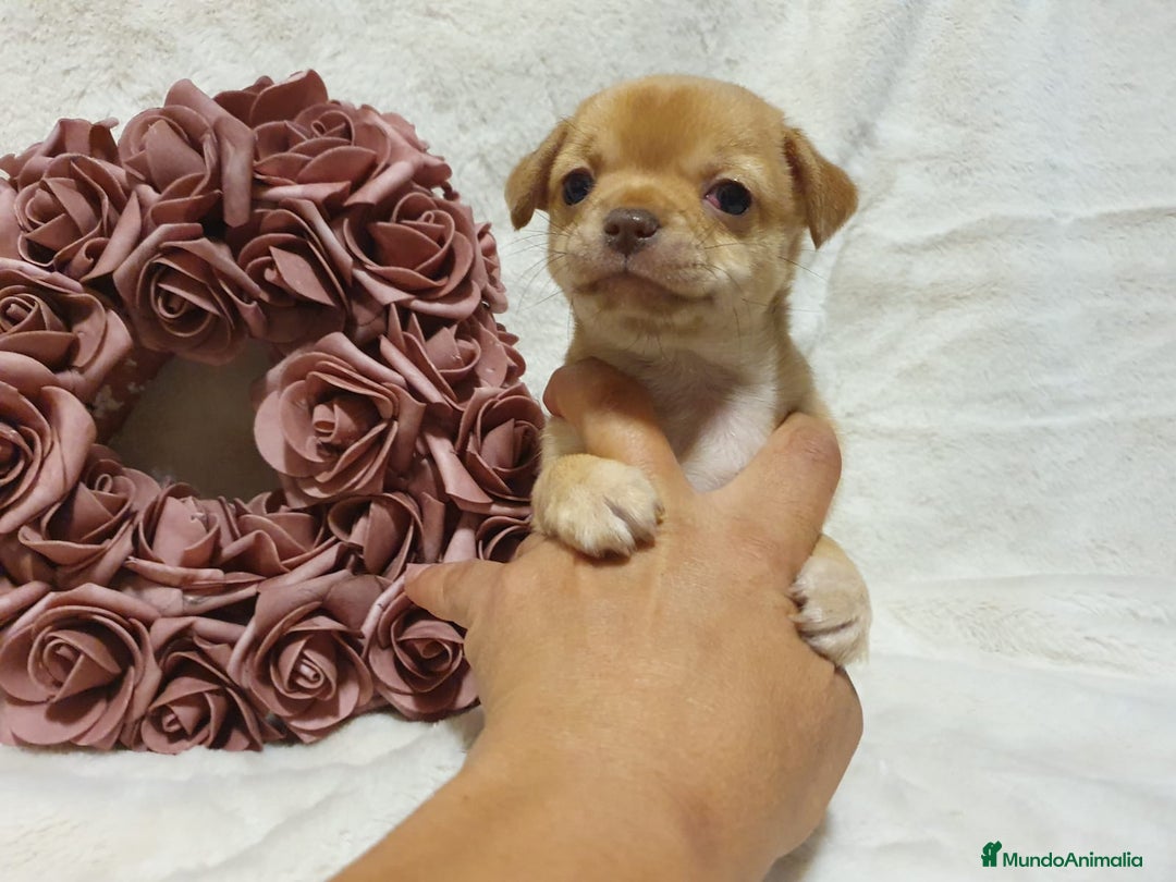 Chihuahua perros en venta: Perro Chihuahua  - Imagen 6