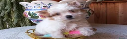 Yorkshire Terrier perros en venta: Yorkshire biewer  - Anuncio 7
