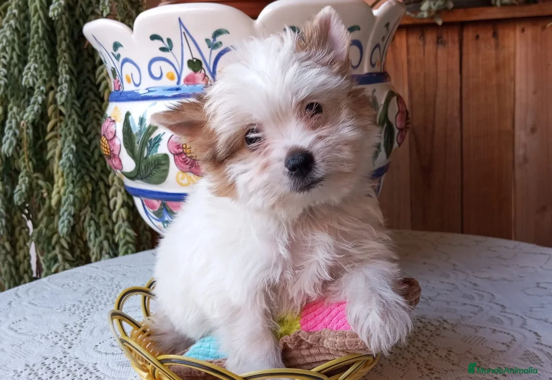 Yorkshire Terrier perros en venta: Yorkshire biewer  - Anuncio 7