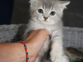 Británico de Pelo Corto gatos Adorable macho British tabby lillac en Madrid - Anuncio 9