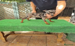 Ratón de Praga perros en venta: Raton de praga - Imagen 9