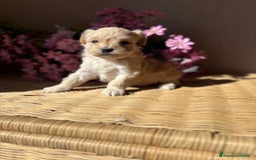 Maltipoo perros en venta: Maltipoo hembra Toy  - Imagen 10