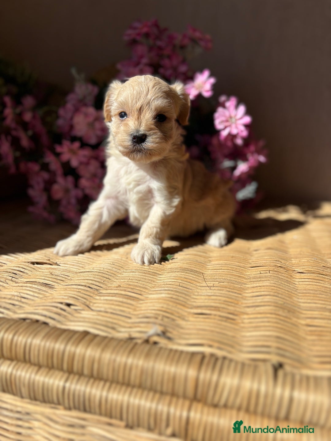 Maltipoo perros en venta: Maltipoo hembra Toy  - Imagen 10