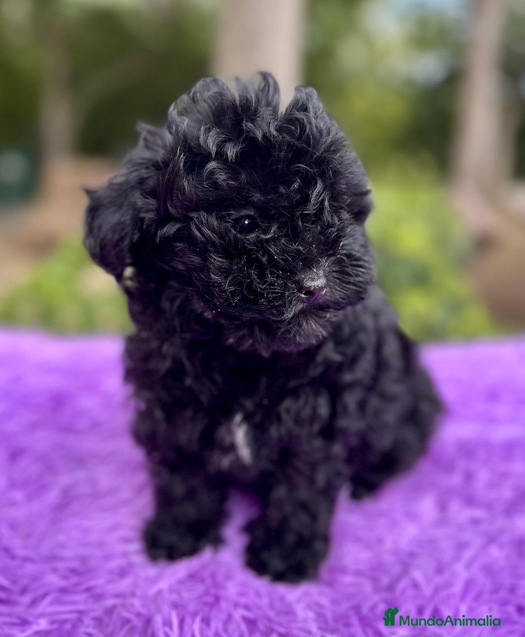 Maltipoo perros en venta: Maltipoo apricot y negro - Anuncio 5