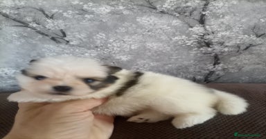 Pomerania perros - Anuncio 5