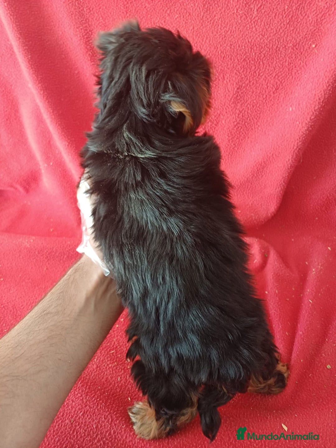 Yorkshire Terrier perros en venta: Yorkshire Terrier Mini  - Imagen 2