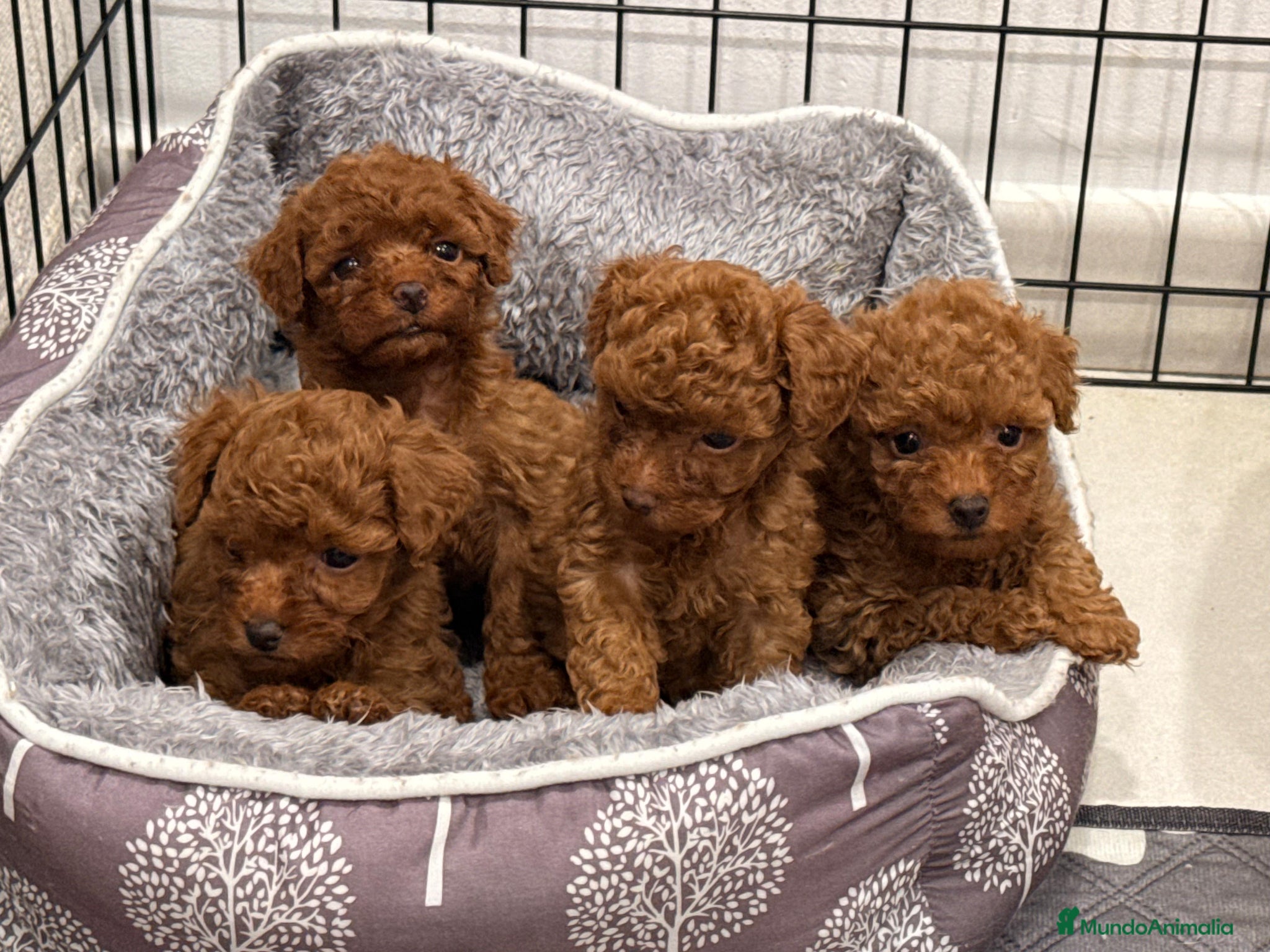 Caniche Toy perros Caniche toy rojo última hembra  - Anuncio 18