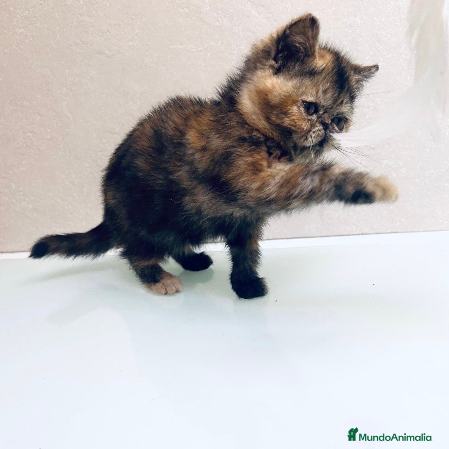 Persa gatos Persa Exótico  - Anuncio 3