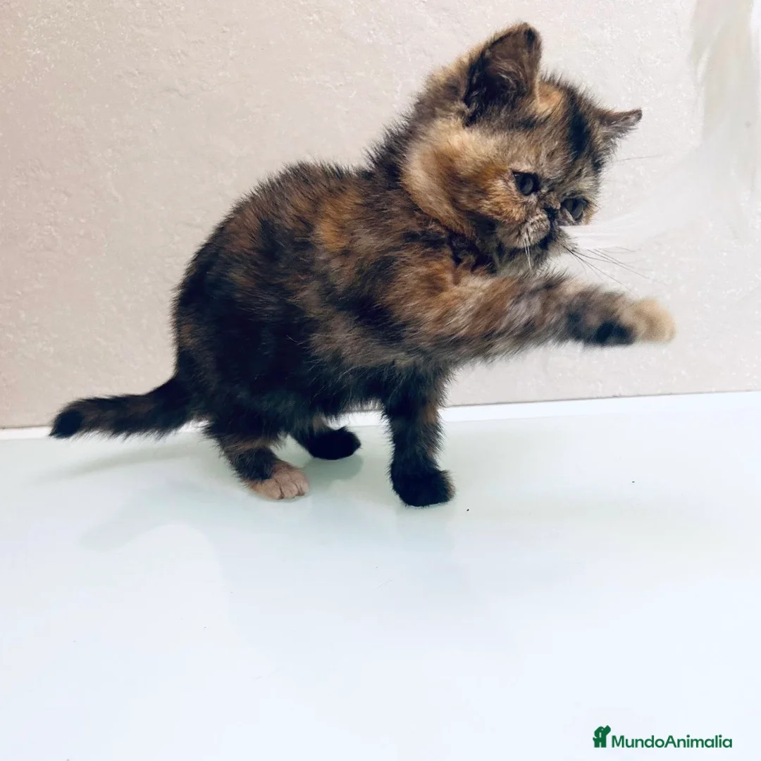 Persa gatos en venta: Persa Exótico  - Anuncio 1