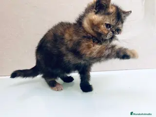 Persa gatos Persa Exótico - Anuncio 3