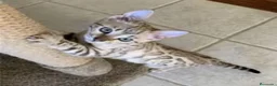 Bengalí gatos en venta: BENGALI - Anuncio 5