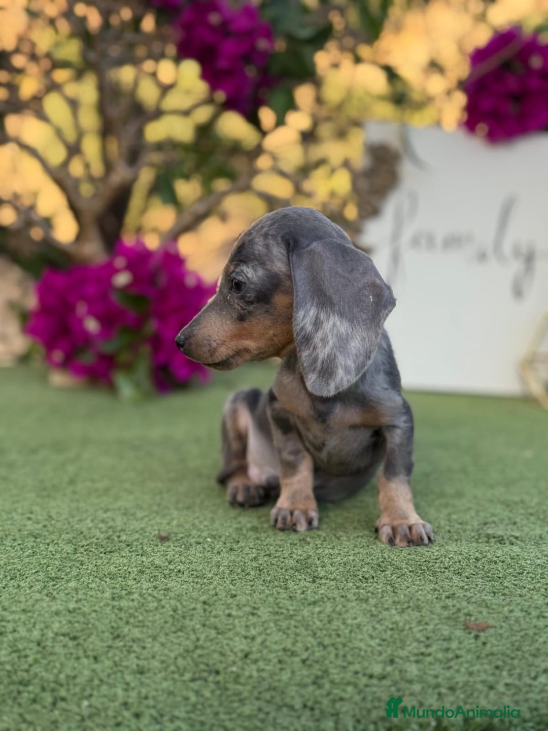 Teckel Miniatura perros en venta: Teckel kanichen machos espectaculares  - Imagen 2