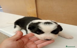 Border Collie perros en venta: Border collie  - Imagen 4