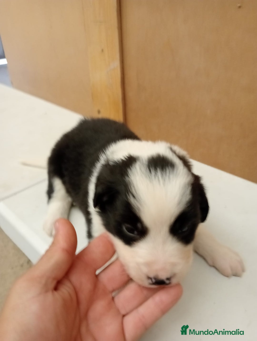 Border Collie perros en venta: Border collie  - Imagen 4