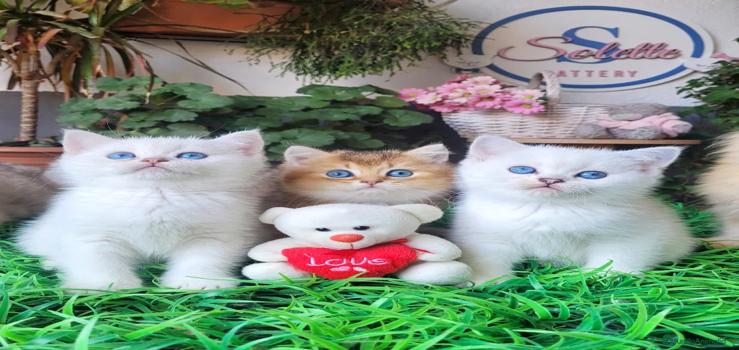 Imagen de galería {{count}}