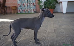 Pequeño Lebrel Italiano perros en venta: 🌟 Sirius y Selena – Galgos italianos blue 🐾 - Imagen 10