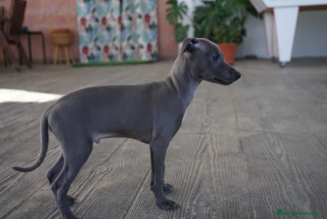 Pequeño Lebrel Italiano perros en venta: 🌟 Sirius y Selena – Galgos italianos blue 🐾 - Imagen 10