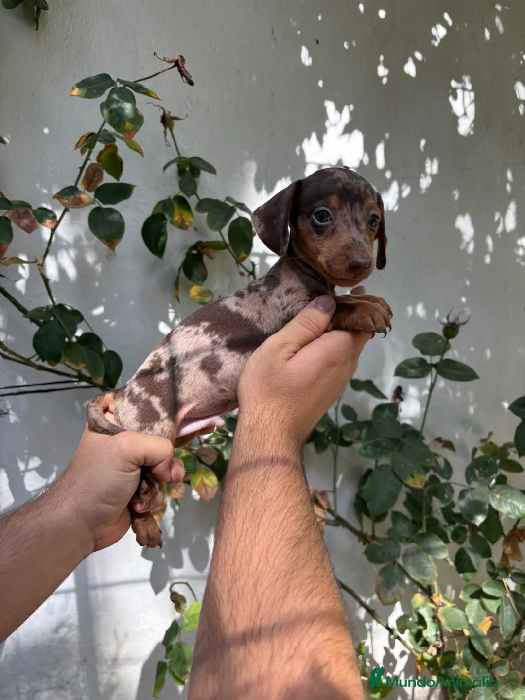 Teckel perros en venta: Cachorros de Teckel Kaninchen  - Anuncio 1