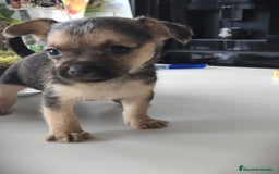 Raza Mixta perros en venta: Cachorro Toy  - Anuncio 1