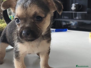 Raza Mixta perros Cachorro Toy - Anuncio 3