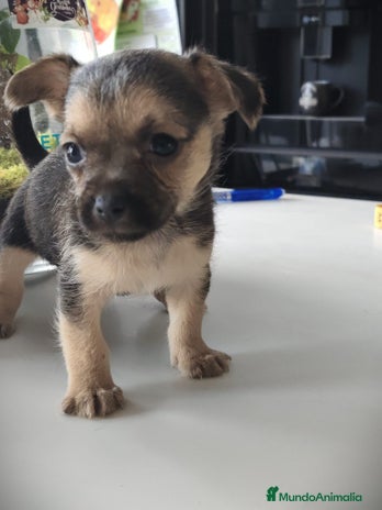 Raza Mixta perros Cachorro Toy - Anuncio 2