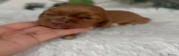 Cocker Spaniel Inglés perros en venta: COCKER SPANIEL INGLÉS  - Anuncio 4
