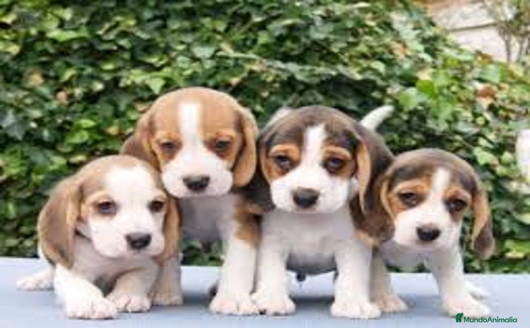 Beagle perros - Anuncio 1